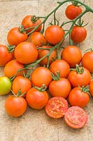 Solanum lycopersicum - Tomato 'Auriga'