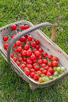 Solanum lycopersicum - Tomato 'Premium Ruby'