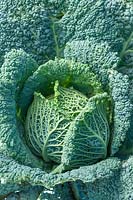 Brassica oleracea var. capitata - Cabbage Savoy 'Cordessa' F1