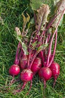 Brassica rapa subsp. rapa - Turnip 'Salad Red'