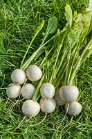 Brassica rapa subsp. rapa - Turnip 'Salad White'