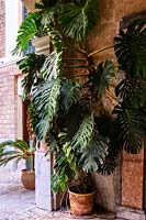 Huge potted Monstera deliciosa - Cheese plant - growing up courtyard wall in Palma, Mallorca. 
