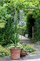 Agapanthus growing in container in informal pool side garden. 