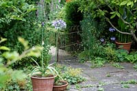 Agapanthus growing in container in informal pool side garden, Hanham Court Gardens, Bristol, owner Boissevain.
