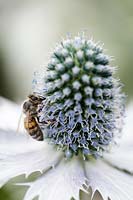Bee on Eryngium giganteum - 'Miss Willmott's Ghost'