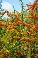 Pyracantha and other autumnal shrubs on roadside in Fiesole, Florence, Italy.