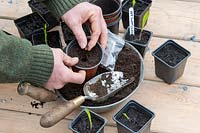 Gardener sowing seeds of Zea mays - Double red sweetcorn into plastic plant pots.