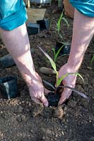 Zea mays - Gardener planting out young Zea mays - Double red sweetcorn plants into a vegetable garden.