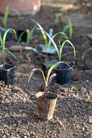 Young Zea mays - Double red sweetcorn planted out in vegetable garden.
