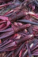 Zea mays - Harvested Double red sweetcorn cobs. 