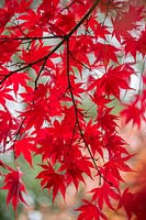 Acer palmatum 'Osakazuki' - Japanese maple 'Osakazuki'