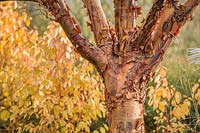 Acer griseum - Paperbark maple - and Cornus sanguinea 'Midwinter Fire' - Cornus 'Midwinter Fire'