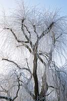 Salix babylonica 'Pendula' - Weeping willow trees covered in a winter hoar frost.