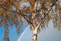 Betula pendula - Silver Birch with a rainbow in sky behind.