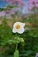 Meconopsis baileyi var. alba - Himalayan white poppy 