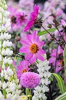 Dahlia 'Chatsworth splendour' - Dwarf Bedder Single-flowered dahlia with white Lupin