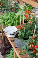 Solanum lycopersicum - Dwarf tomatoes in a greenhouse. 
