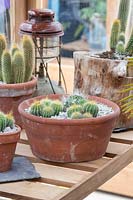 Cactus plants in pots in a greenhouse at flower show - June