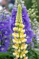 Lupinus 'Chandelier' Band of Nobles Series - Lupin 'Chandelier'