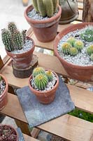 Cactus plants in pots in a greenhouse at flower show. 
