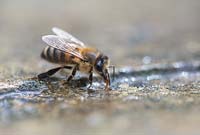Apis mellifera - Honey bee drinking water on a stone paving slab. 