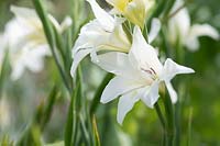 Gladiolus x colvillii 'The Bride' - Sword Lily 'The Bride'