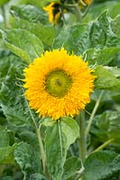 Helianthus annuus 'Superted' - Sunflower 'Superted'