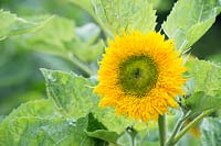 Helianthus annuus 'Superted' - Sunflower 'Superted'