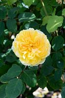 Rosa Molineux 'Ausmol' - Rose 'Molineux'
