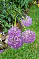 Allium hollandicum 'Purple Sensation' - Wind and rain damaged allium flowers in a garden. 