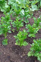 Apium graveolens var. rapaceum - Young Celeriac plants in a vegetable garden.