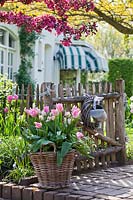 Basket of tulips at the garden gate.