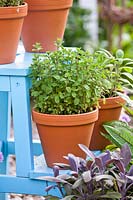 Origanum vulgare - Oregano in terracotta pot, displayed with other herbs such as Salvia officinalis 'Purpurascens' - Purple Sage. 