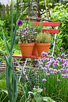 Display of herbs in terracotta pots including Rosmarinus officinalis - Rosemary, Salvia officinalis 'Purpurascens' - Purple Sage and Thymus x citriodorus 'Aureus' - Lemon thyme.