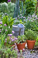 Display of herbs in terracotta pots including  Rosmarinus officinalis - Rosemary, Salvia officinalis - Sage, Salvia officinalis 'Purpurascens' - Purple Sage and Thymus x citriodorus 'Aureus' - Lemon thyme.