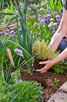 Woman planting Thymus x citriodorus 'Aureo' - Thyme in bed.