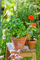 Potted basil and nasturtium on wooden stool. 
