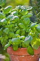 Ocimum basilicum - Basil seedling in terracotta pot.