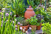 Display of potted herbs in herb garden.