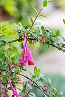Vesalea floribunda - Freely-flowering vesalea