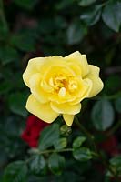 Rosa Flower Carpet Gold 'Loredo' - Standard Rose