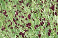 Sanguisorba officinalis 'Martins mulberry' - Great Burnet 'Martin's Mulberry'