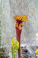 Sarracenia flava var. rubricorpora - Pitcher plant