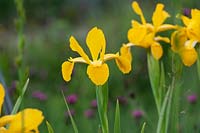 Iris 'Missouri Orange' Spuria - Iris 'Missouri Orange'