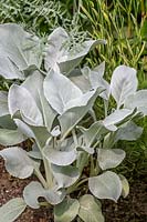 Senecio candidans Angel Wings 'Senaw' - Shining-white ragwort Angel Wings