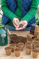 Woman holding beans for sowing in biodegradable pots - Dwarf French Bean 'Tendergreen'