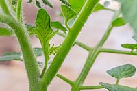 Solanum lycopersicum - side shoot on indeterminate or cordon tomato
