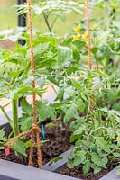 Support for greenhouse Tomato plants - twine tied between greenhouse ceiling and support fixed at compost level.