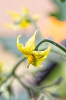Solanum lycopersicum 'Tumbling Tom Yellow' - Tomato 'Tumbling Tom Yellow'