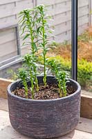 Lilium 'Easy Samba' - Shoots of pot grown Lily 'Easy Samba' in greenhouse. 